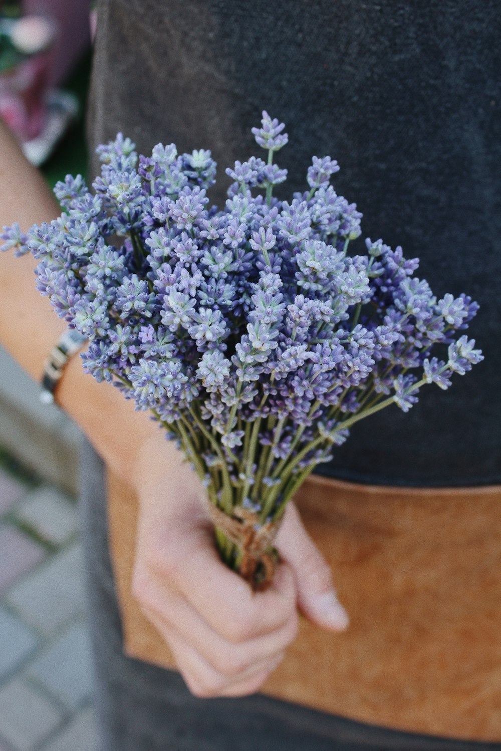 Lavender Fields